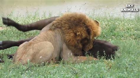 vahşi afrika hayvan belgeseli